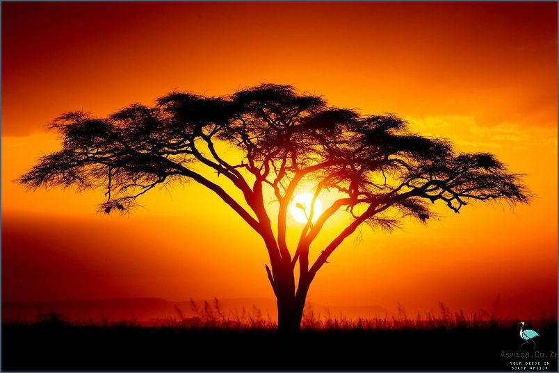 Gaze in Awe at African Sunsets!