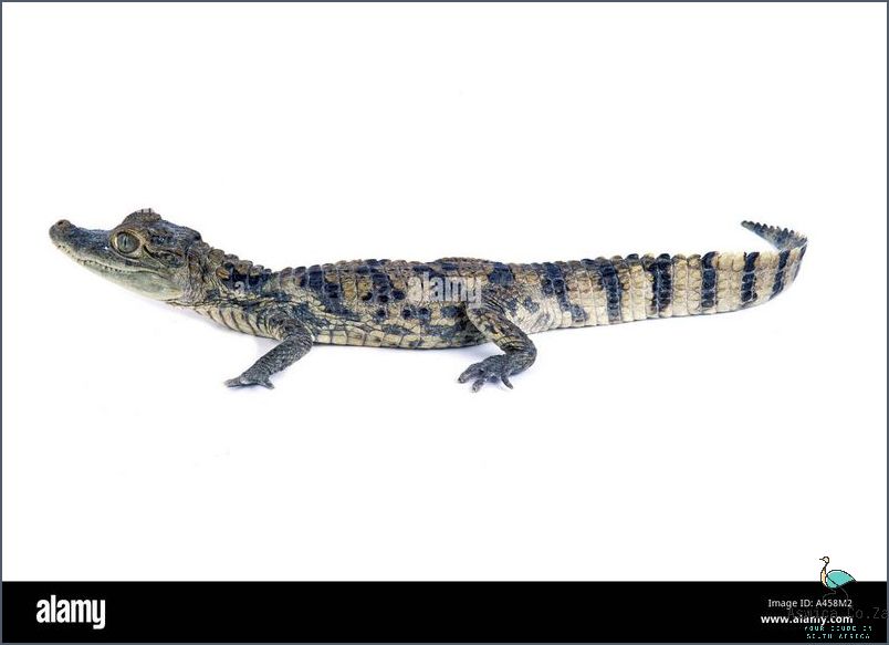 Is Crocodile Really a Reptile?