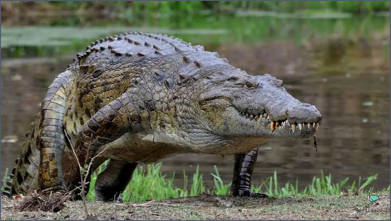 Is Crocodile Really a Reptile?