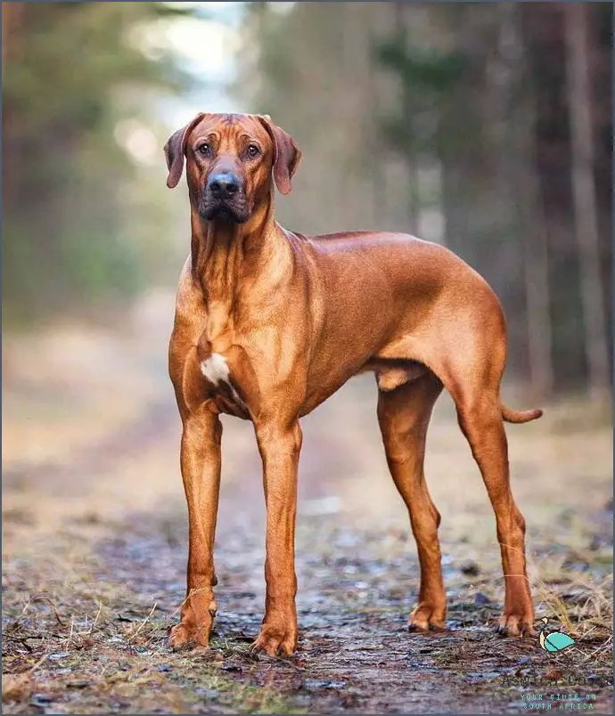 Discover the Rare Africanis Dog Breed!