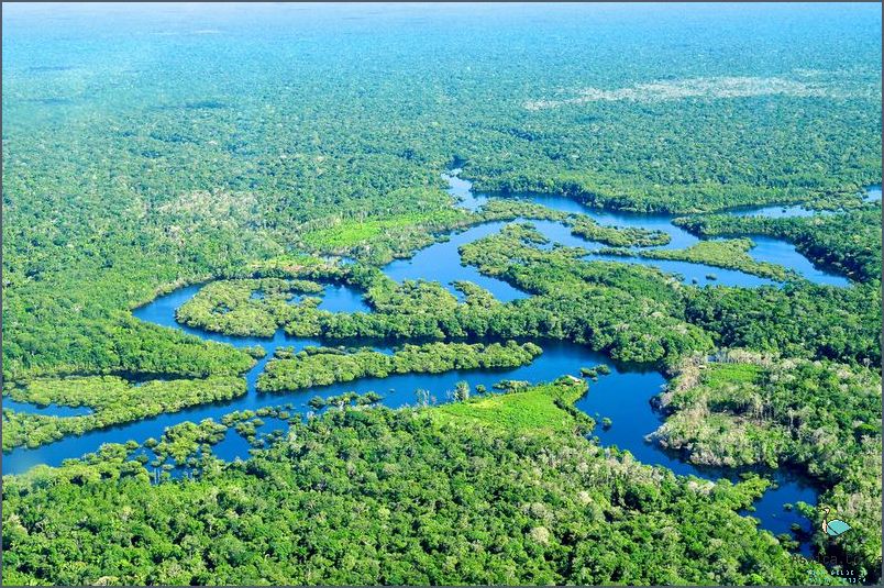 1. The History of the Amazon Rainforest