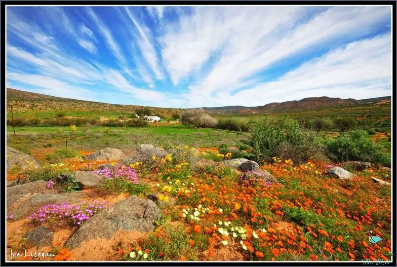 Discover the Unique Flowers of South Africa!