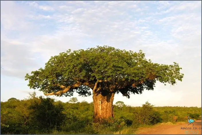 Discover the South African National Tree!