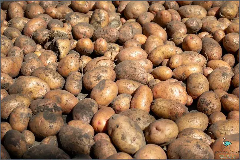 Discover the Xhosa Secret: African Potato!