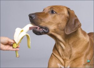 1. Can Dogs Eat Bananas? Nutritional Benefits and Risks