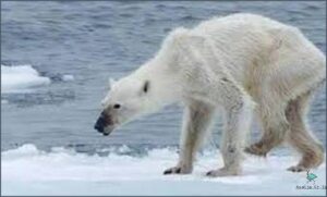 1. The Effects of Climate Change on Polar Bears