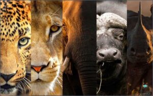 Discover What Are The Big 5 In South Africa!