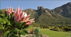 Explore Kirstenbosch National Botanical Garden!