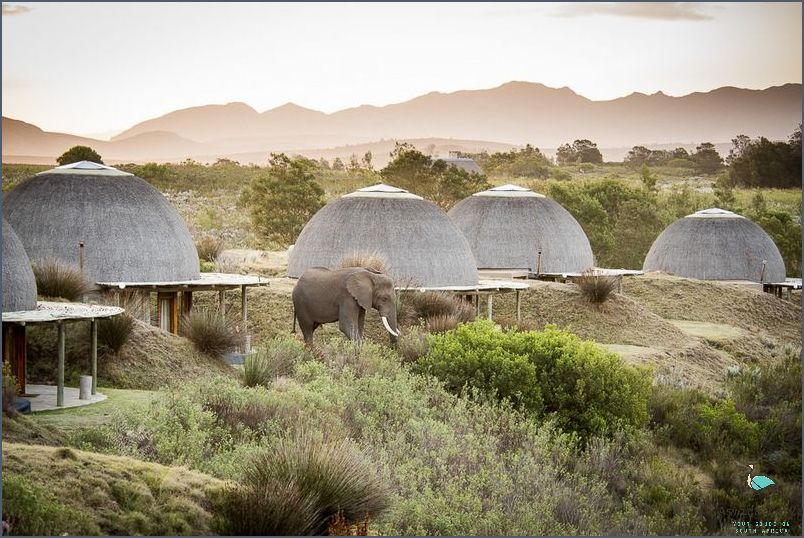 Explore the Wild in Western Cape Game Reserves