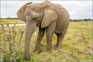 Incredible Journey to South Africa's Elephant Sanctuary!