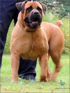 South African Mastiff: The Biggest and Baddest Dog Around!