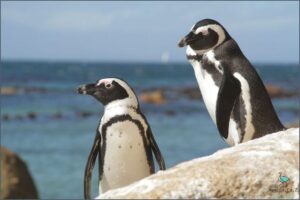Where Are The Penguins In South Africa? Uncover The Secret!