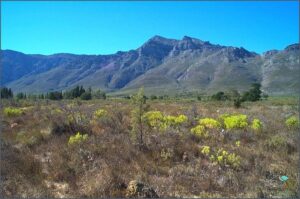 Where Is Fynbos Found in South Africa? Uncover the Secret Now!