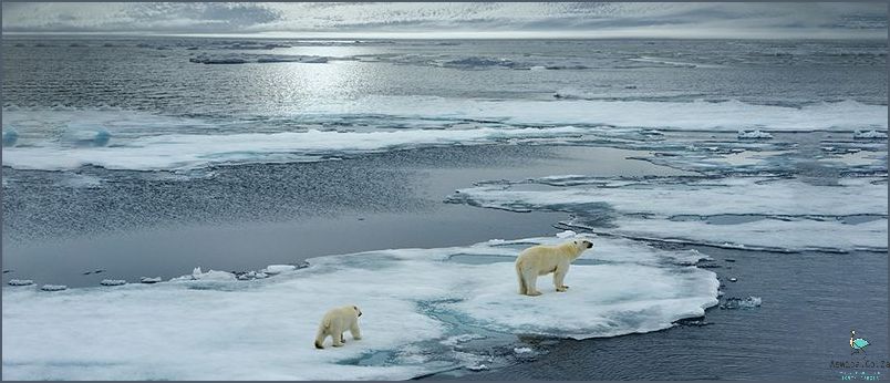 1. The Effects of Climate Change on Polar Bears