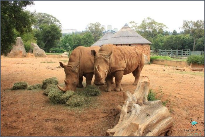 Experience Incredible Johannesburg Zoo Exhibits!