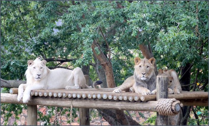 Experience Incredible Johannesburg Zoo Exhibits!