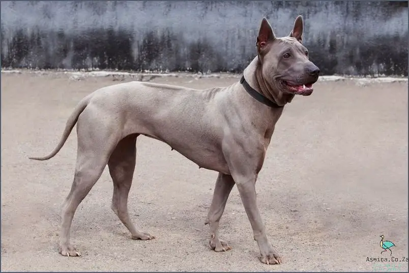 Unbelievable: The Rare Samoan Dog Breed Revealed!