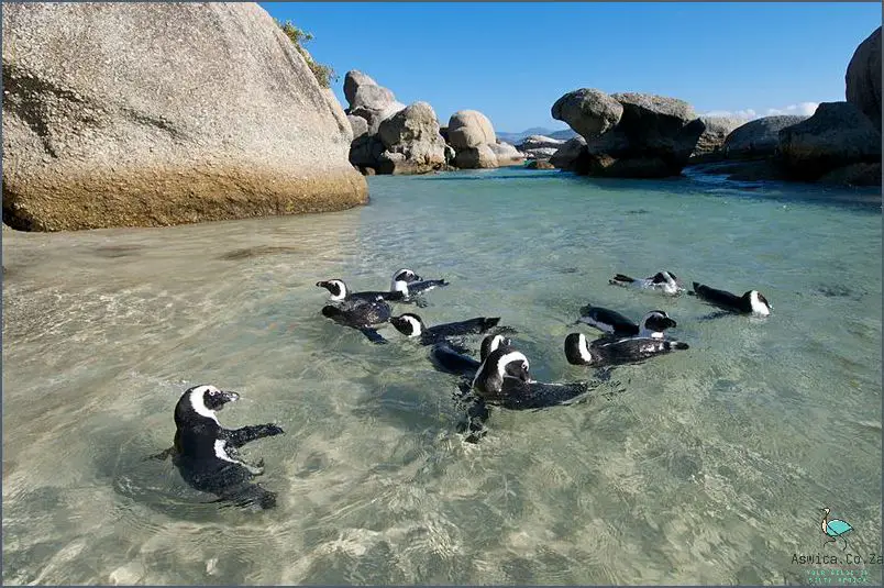When? The Best Time To See Penguins In South Africa!