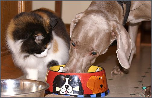 1. How Do I Prevent My Dog From Eating My Cat's Food?
