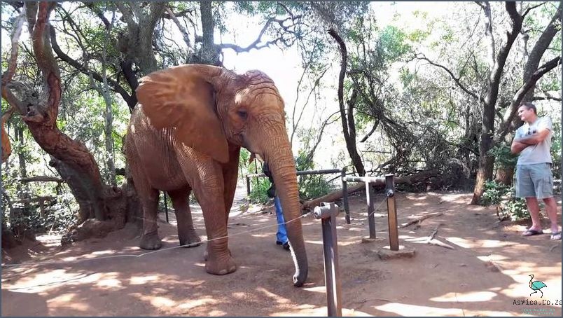Visit the Incredible Elephant Sanctuary Hartbeespoort!