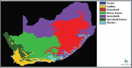 What Is The Largest Biome In South Africa? Find Out Now!