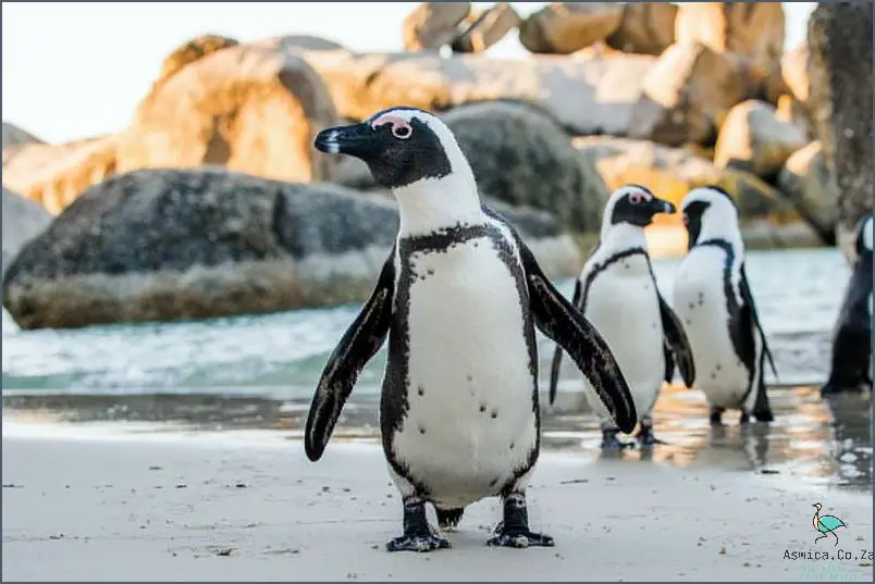 What Kind Of Penguins Live In South Africa? Find Out Now!