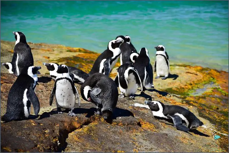 What Kind Of Penguins Live In South Africa? Find Out Now!