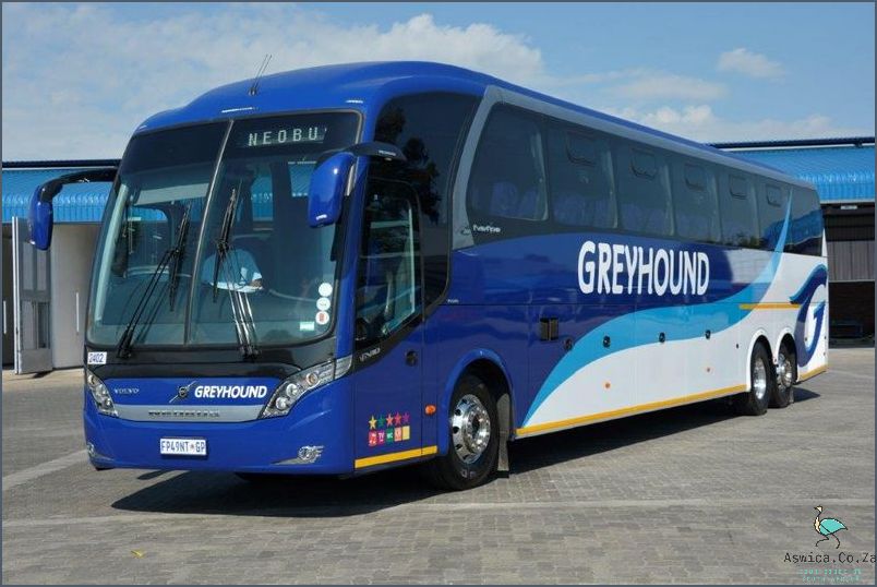 Don't Miss Out On This Greyhound Dog For Sale In South Africa!