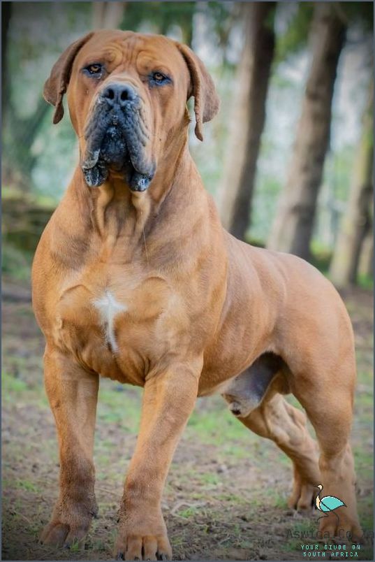 South African Mastiff: The Biggest and Baddest Dog Around!