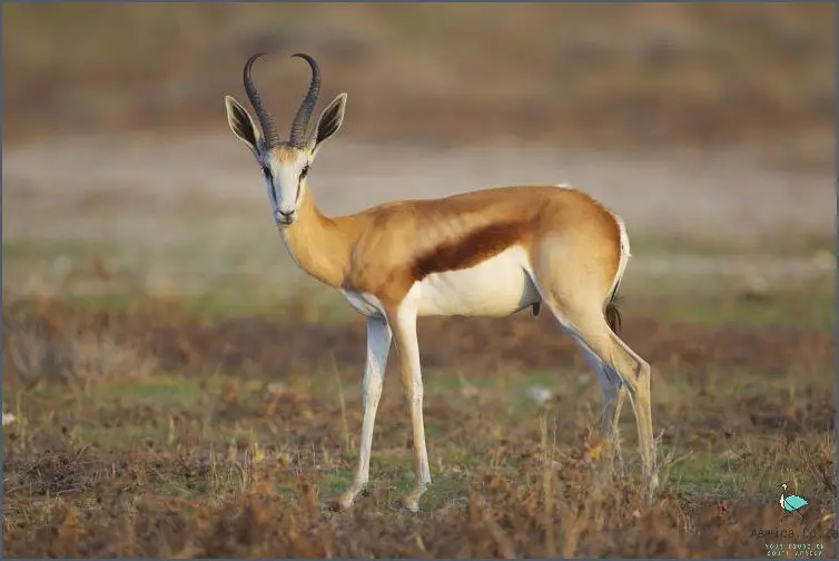 What Is The National Animal Of South Africa? Find Out Now!