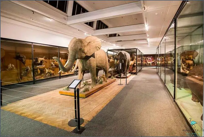 Explore South African History at the South African Museum!