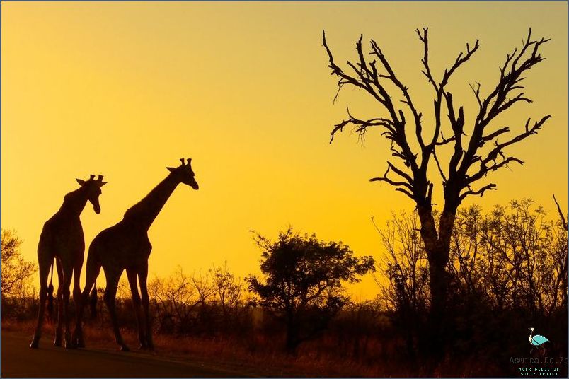 Where Is Kruger National Park In South Africa? Here's the Answer!