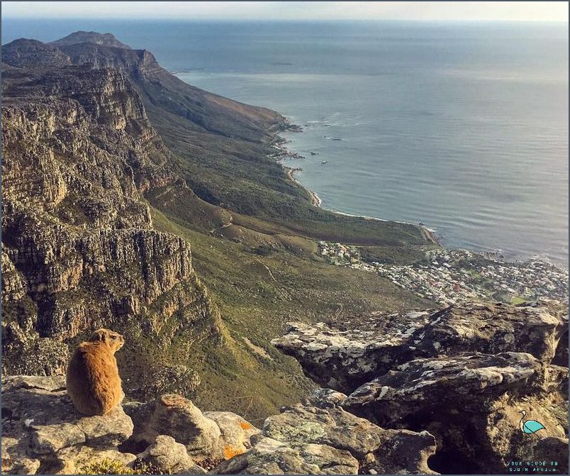 Discover the Hidden Gem Gardens of Cape Town!