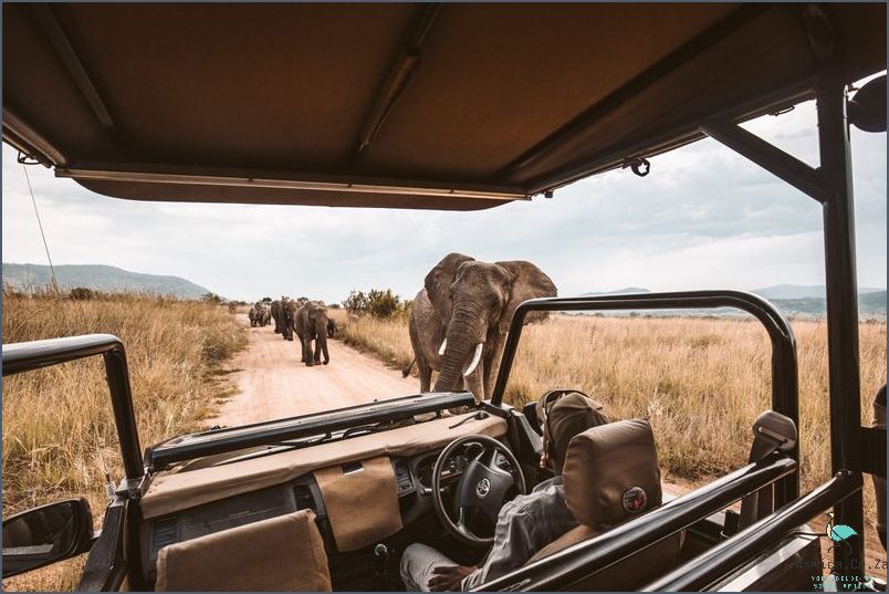 Experience the Thrill of a Safari Game Drive!